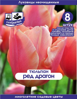 Тюльпан Луковица, Ред Драгон, 8+шт