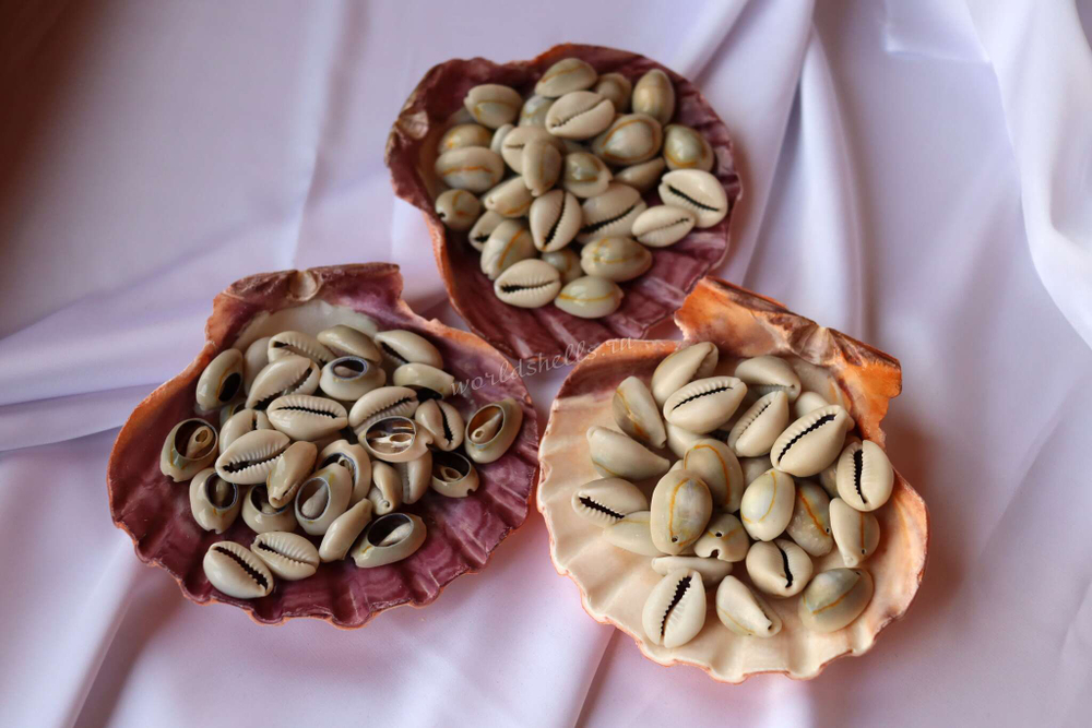 Морская раковина Львиная Лапа для подставки мастерам украшений