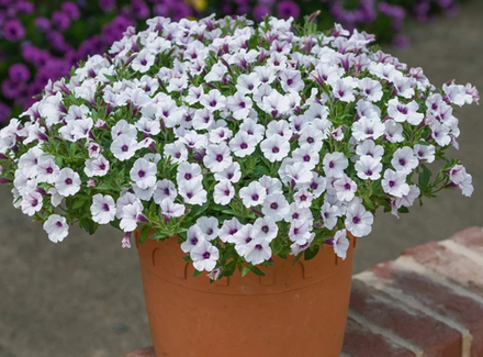 В наличии Висты ЕВРО