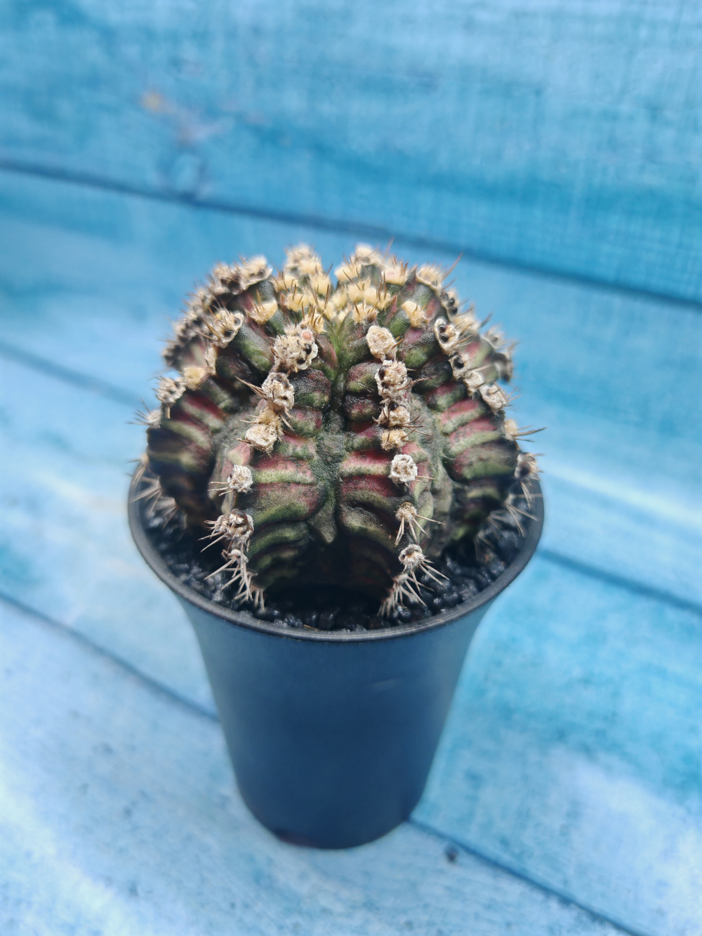 Gymnocalycium T-Rex Pink hybride (Гимнокалициум T-rex)