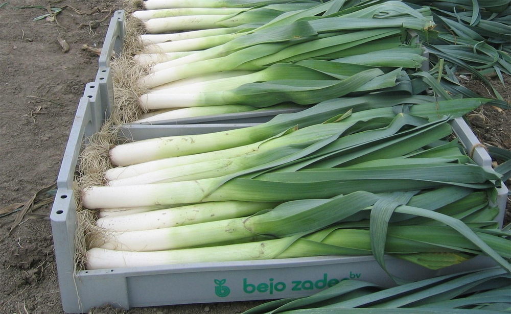 Коламбус семена лука порей (Bejo / Бейо)