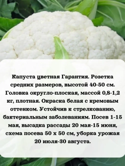 Семена Капуста цветная Гарантия 0.3 гр