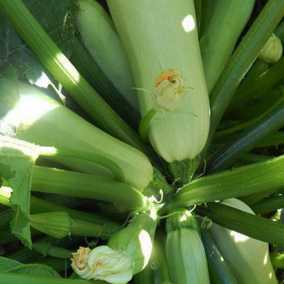 КАВИЛИ F1 семена кабачка Nunhems купить – фото 7