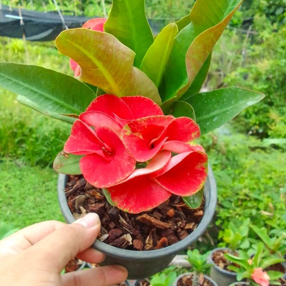 Эуфорбия Миля KANJANA RED