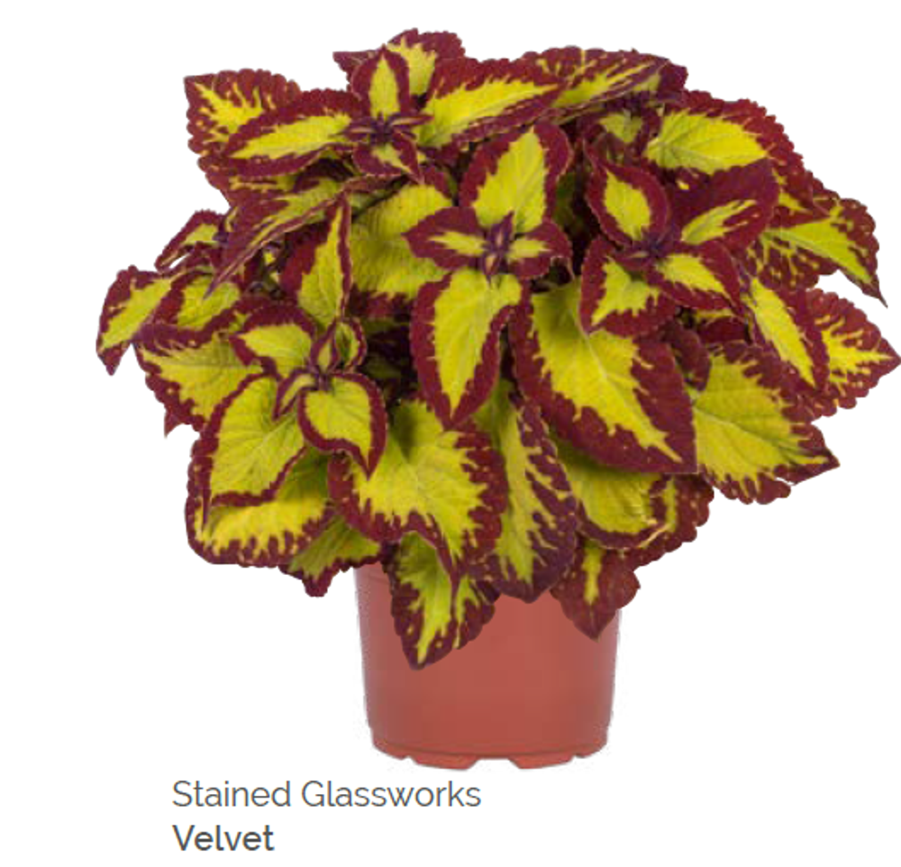 Колеус Stained Glassworks Velvet укорененный черенок ОКС конец ноября