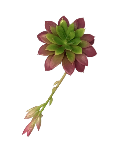 Суккулент 114 красный