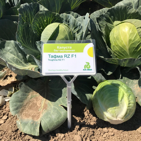 Тафма F1 семена капусты белокочанной – фото 7