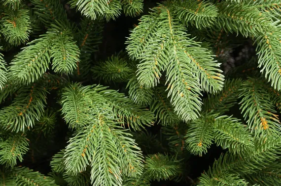 Искусственная елка Царская Де Люкс 90 см., 100% литая хвоя, ЕлкиТорг (127090)