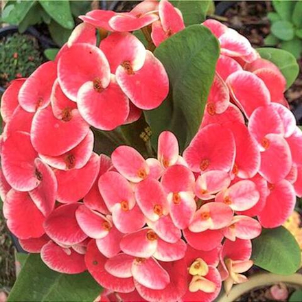 Эуфорбия Миля PHEE SUE