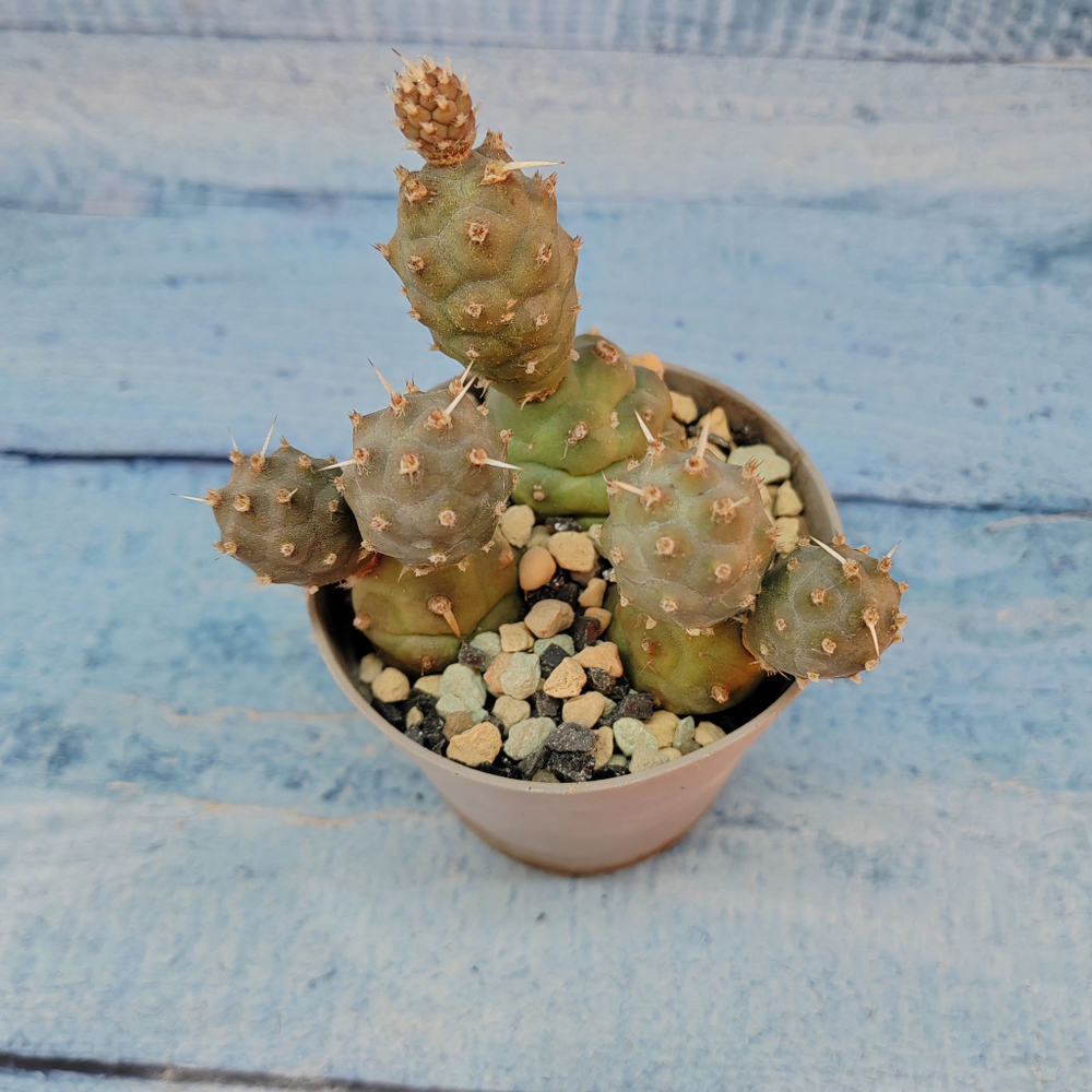 Tephrocactus Articulatus (Тефрокактус)