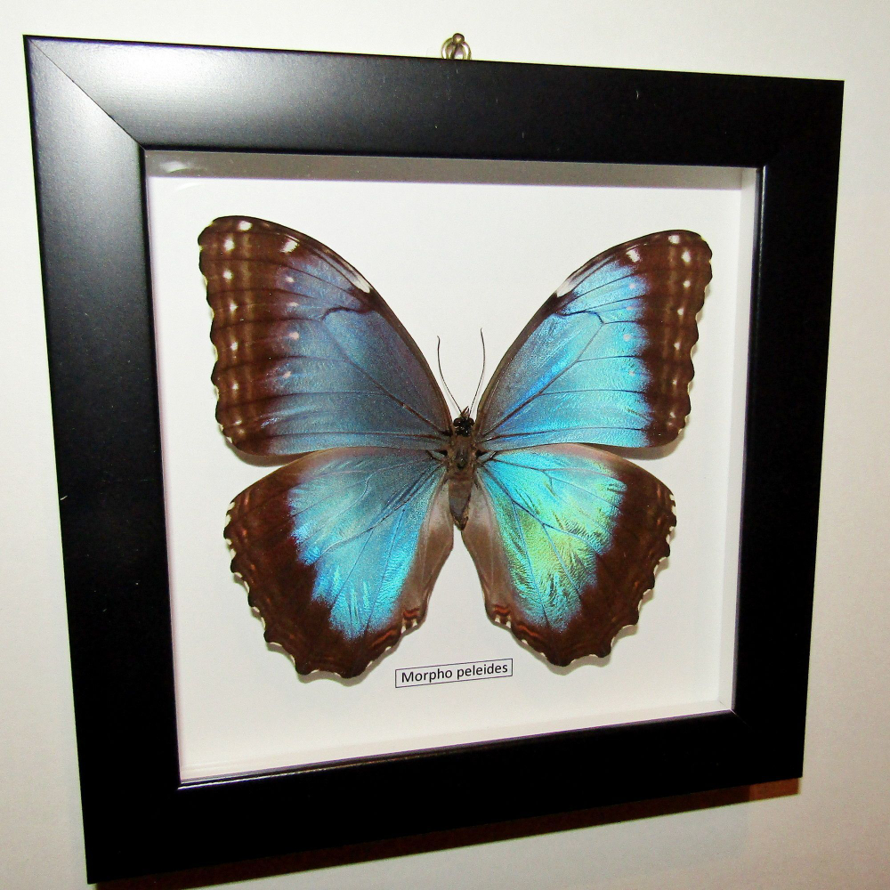 Бабочка Morpho peleides самка в рамке