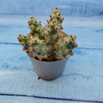Tephrocactus Molinensis Red Glochids (Тефрокактус)
