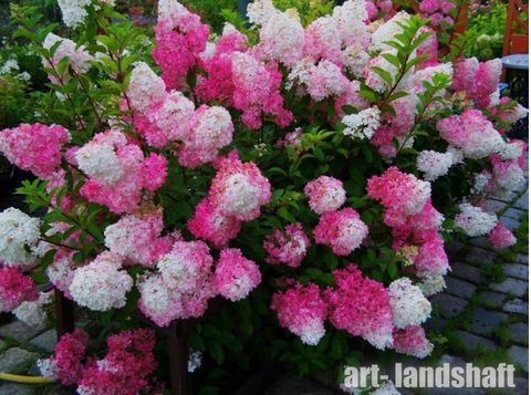 Гортензия метельчатая ФРАЙЗ МЕЛЬБА (Hydrangea paniculata «Fraise Melba») (ЗКС)
