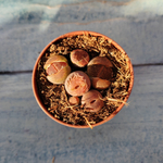 Lithops sp. (Литопсы)