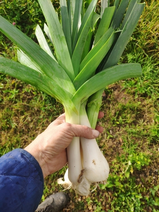 Лук порей молодой