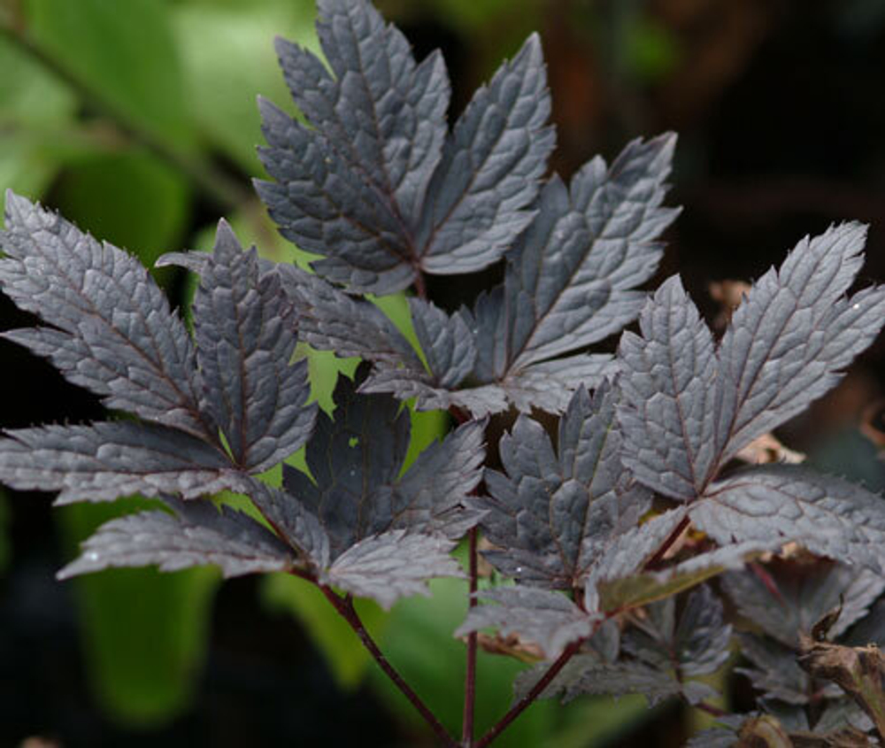 Клопогон (воронец) "Brunette". Actaea simplex "Brunette".