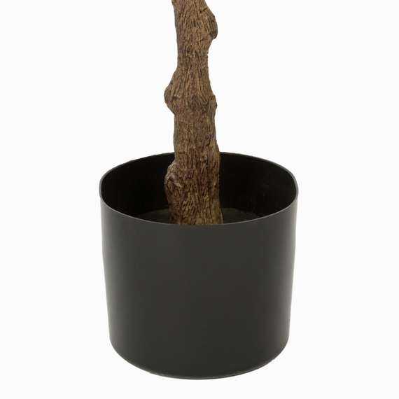 Фикус Эластика высота 160 см