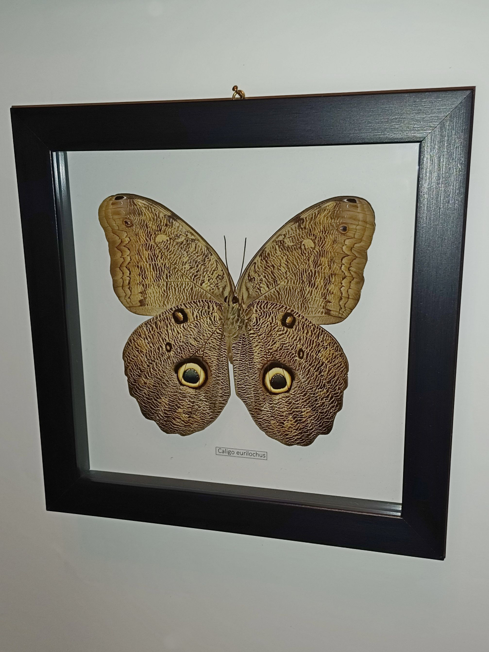 Бабочка Caligo eurilochus испод в рамке