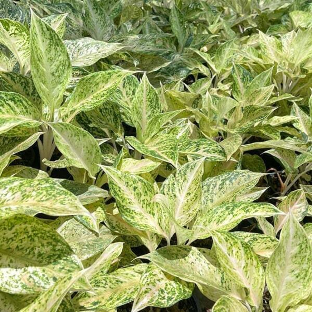 Аглаонема LAK CHAI WHITE / SNOWDREAM