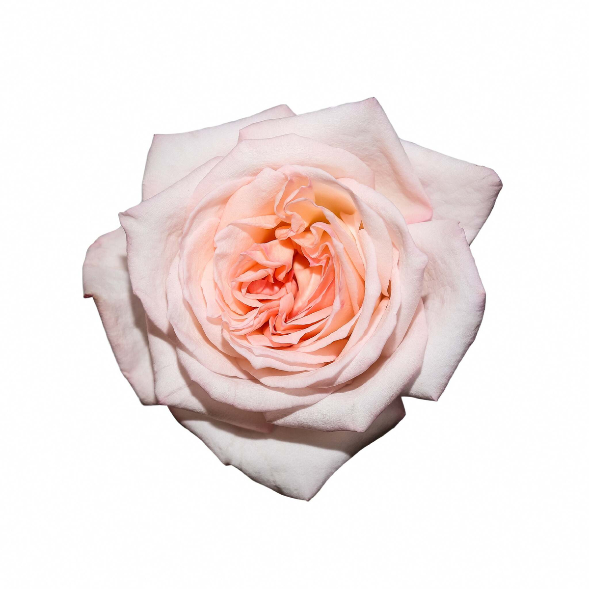 Пинк О’Хара (Pink O’Hara) — романтическая душистая роза