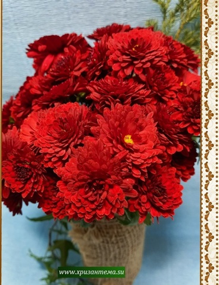 Хризантема мультифлора Mefisto red ☘ м.70 🌿 (отгрузка Сентябрь)