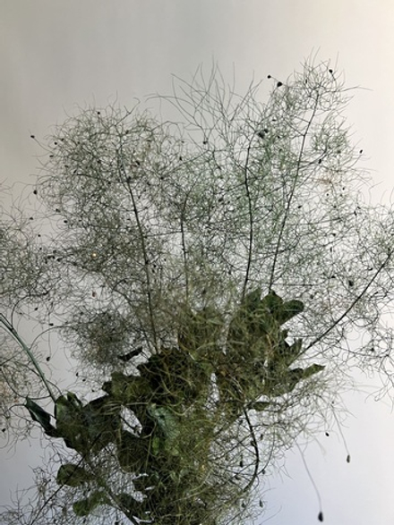 Котинус стабилизированный зеленый