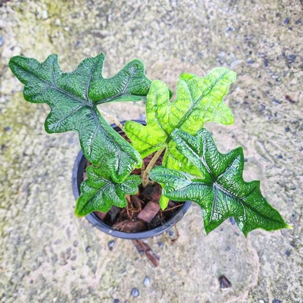 Алоказия JACKLYN (В2)