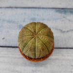 Euphoria Obesa (Эуфорбия)