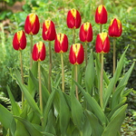 ЛУКОВИЦЫ ТЮЛЬПАН ТРИУМФ DOW JONES 11/12, DARIT 7 ШТ/УП