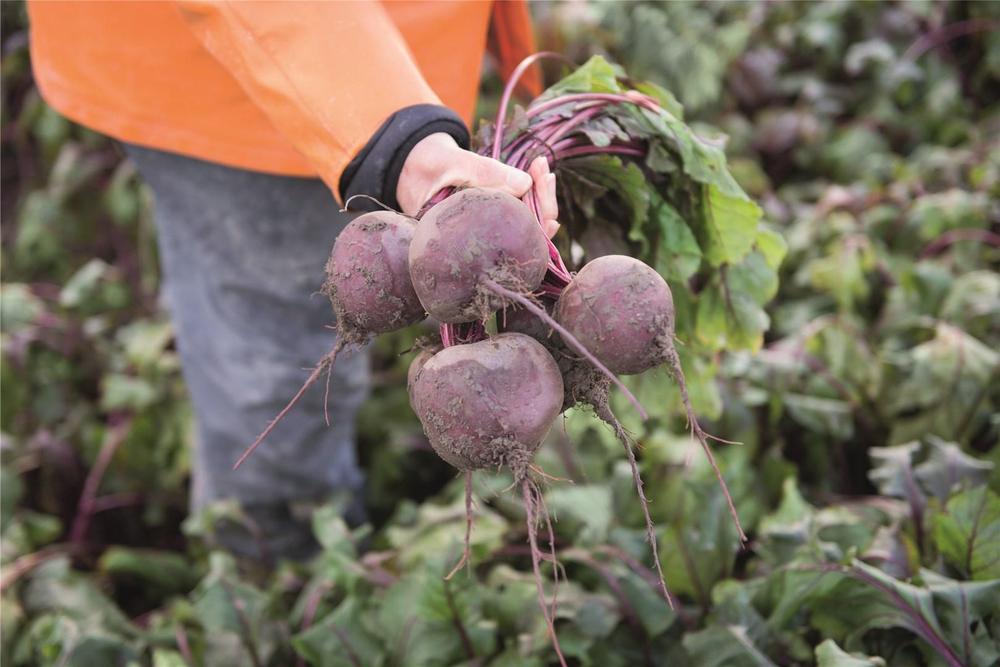 Водан F1 семена свеклы (Bejo / Бейо)