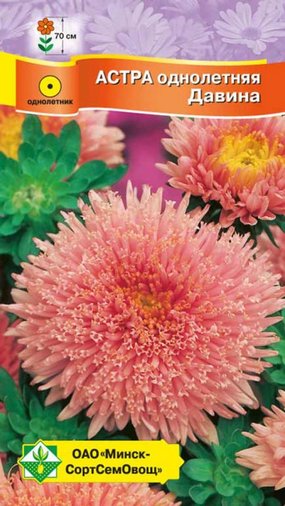 Астра "Принцесса Давина" 0.3г., Германия. Астра "Принцесса Давина" 0.3г., Германия.