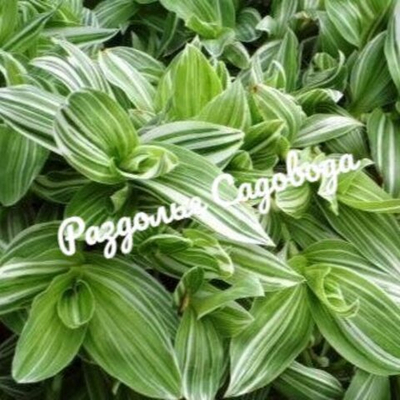 Традесканция Альба