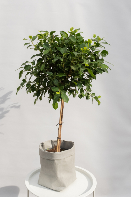 Фикус Нитида Штамб