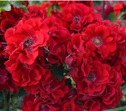 Ротер Корсар (Roter Korsar)