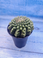Gymnocalycium Spineless (Гимнокалициум)