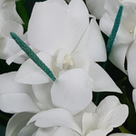 Букет орхидей «Космос и нежность»