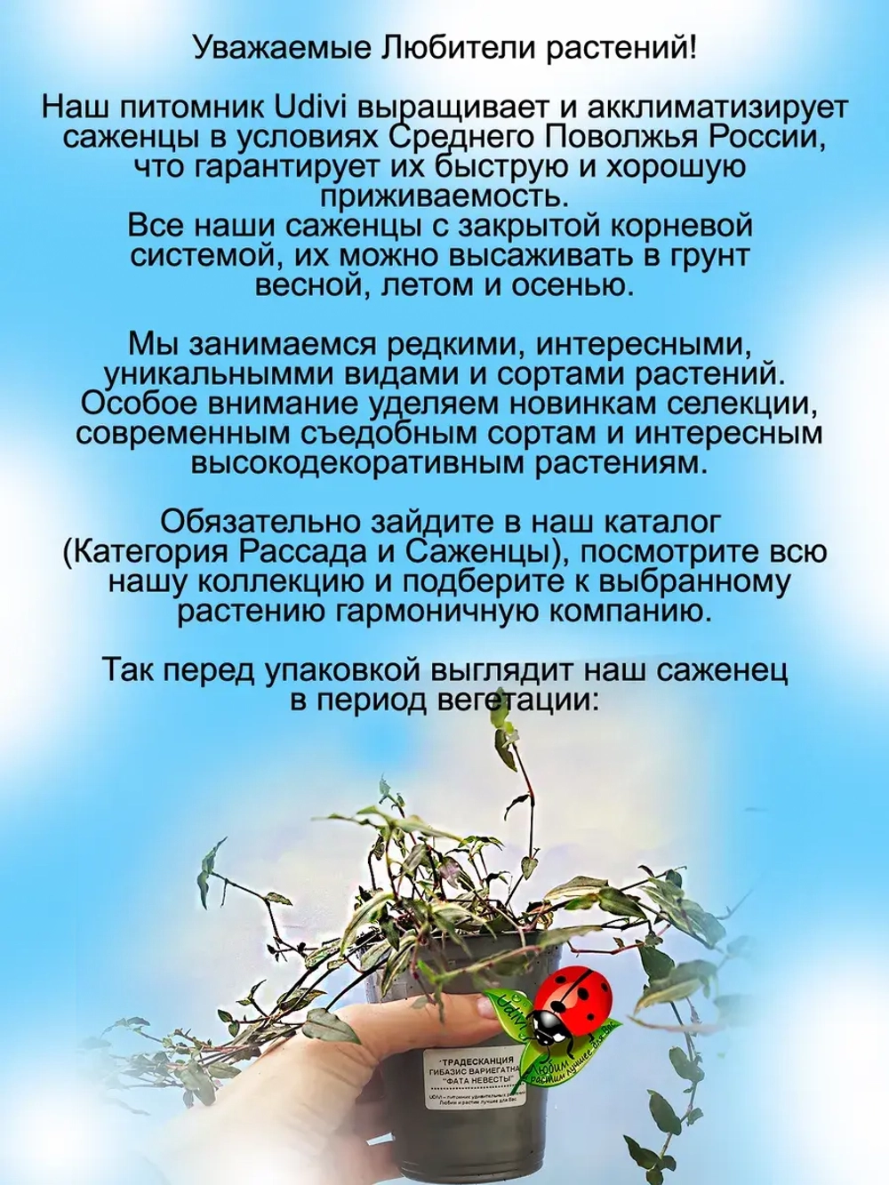 Традесканция Гибазис вариегатная Фата невесты