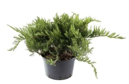 Можжевельник казацкий "Tamaricifolia"