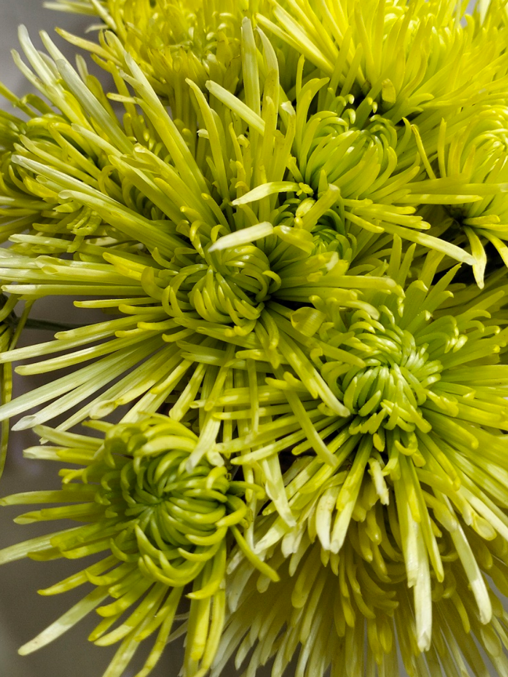 Кустовая хризантема "Тула"