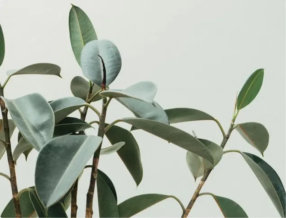 Проверка канонического урла