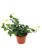 Хедера (плющ) фото №1 в наличие