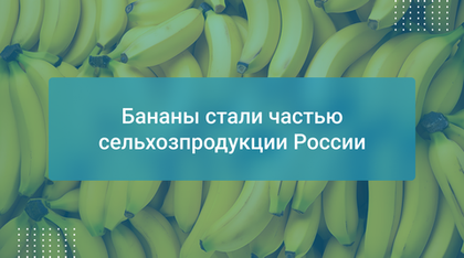 Бананы стали частью сельхозпродукции России