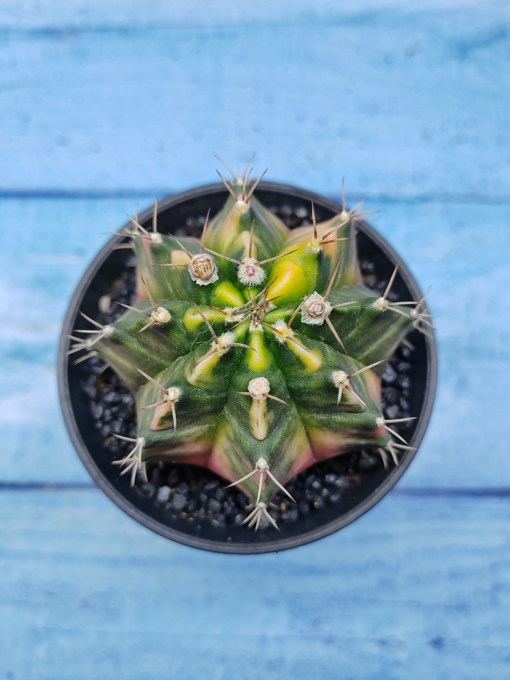 Gymnocalycium Variegata (Гимнокалициум Вариегатный)