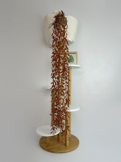 Хойя ампельная с корешками / Арт 4221