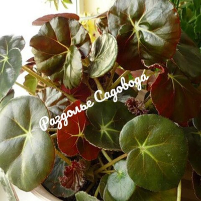 Бегония краснолистная (Фиста) горшок 1.5л