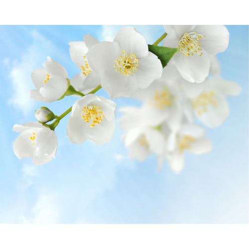 Панель потолочная ПВХ Novita 3D Жасмин