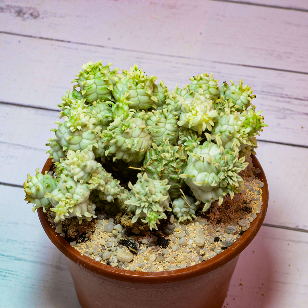 Euphorbia Mammillaris Variegata (Эуфорбия Вариегатная)