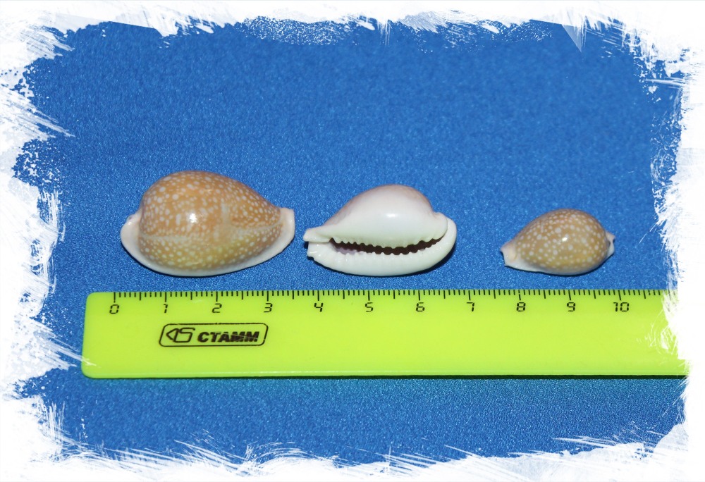 Ципреи Милиарис