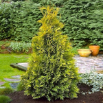 Туя западная Еллоу Риббон (ком) 140-160