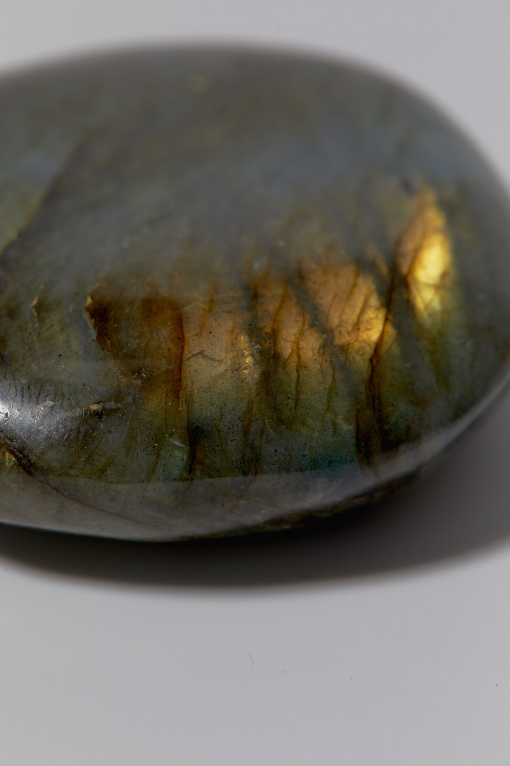 Лабрадор палмстоун M